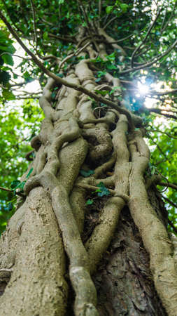 climbing plant on a tree in forest
