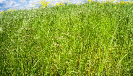 blades of grass and grass seeds on a meadow