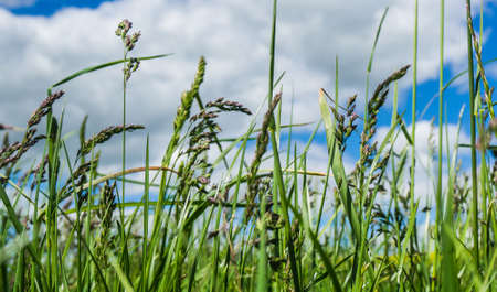 blades of grass and grass seeds on a meadow with partly clouded sky in background