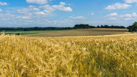landscape with field of golden barley plants in summerの写真素材
