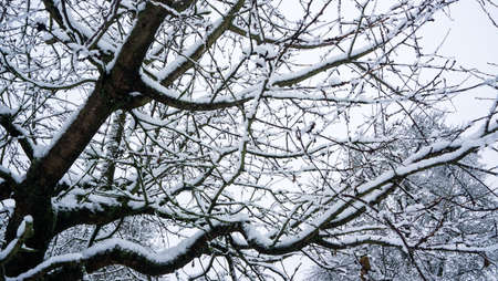 snow covered branches of a walnut treeの写真素材
