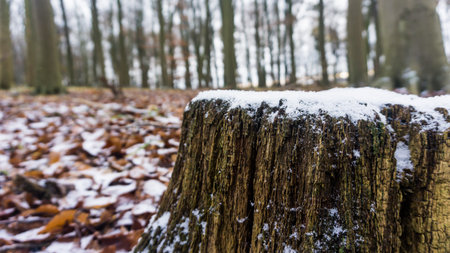 closeup of brown fallen leaves and tree stump with snow and ice in winterの写真素材