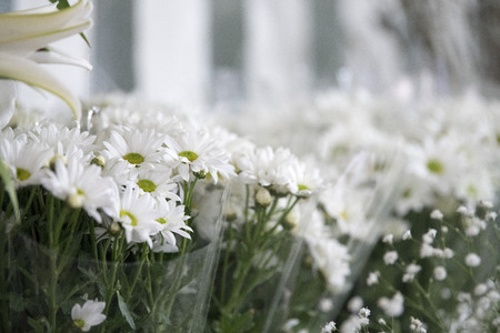 White flowersの写真素材