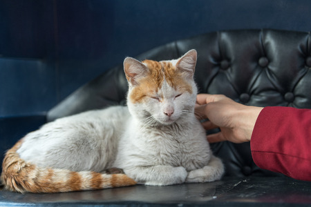 white cat sitting on the armの写真素材