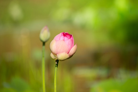 lotus flowerの写真素材