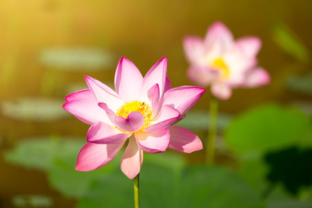 lotus flowerの写真素材