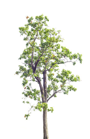 Tree isolated on white backgroundの写真素材