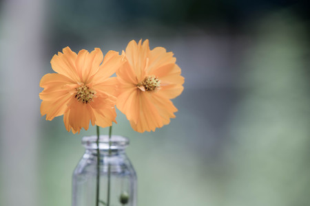 Yellow flowers bloom in glass bottles Behind the greenの写真素材