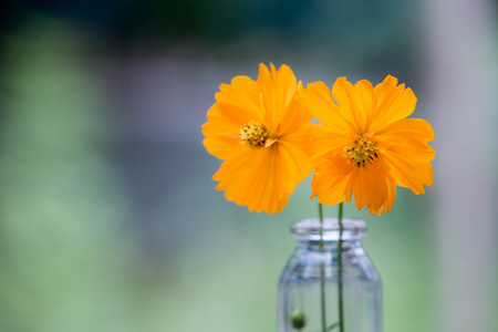 Yellow flowers bloom in glass bottles Behind the greenの写真素材