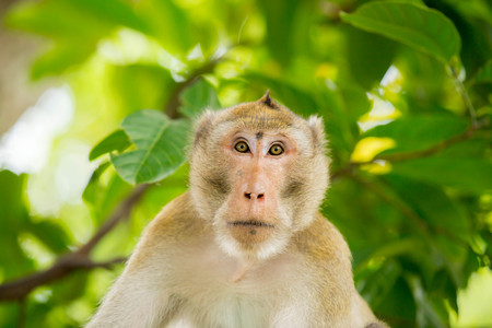 monkey thailand lookingの写真素材