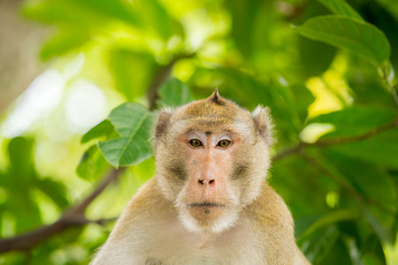 monkey thailand lookingの写真素材