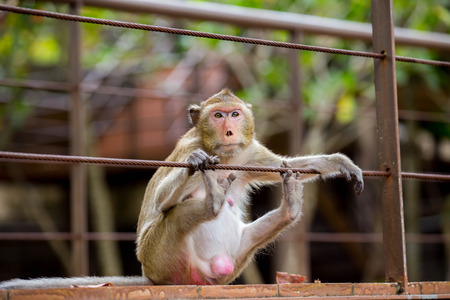 Monkey sitting Absent-mindedの写真素材