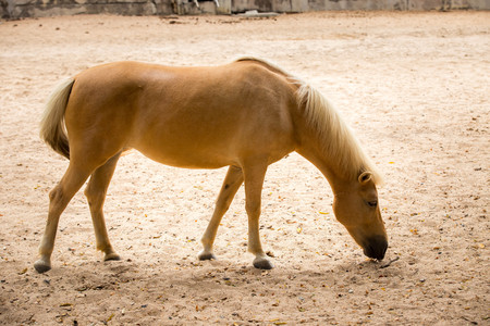 Horse shows of standingの写真素材