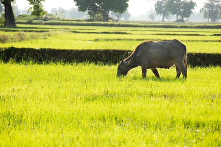 The buffalo is eating grass in the field.の写真素材
