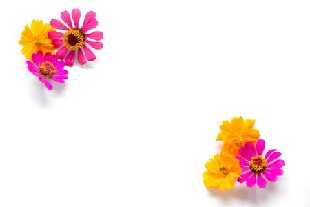 Flowers group on white background, Pink and yellow flowers on backdropの写真素材