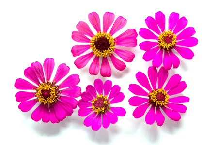 Flowers group on white background, Pink and yellow flowers on backdropの写真素材