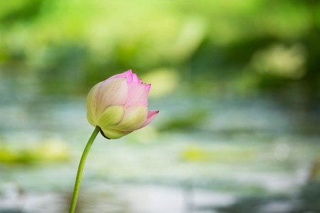Close up of Lotus flower on green background.の写真素材
