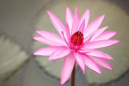 Beautiful lotus flower in bloomingの写真素材