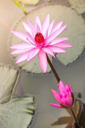 Beautiful lotus flower in bloomingの写真素材