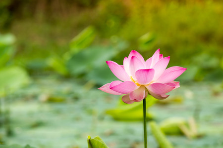 Beautiful lotus flower in bloomingの写真素材