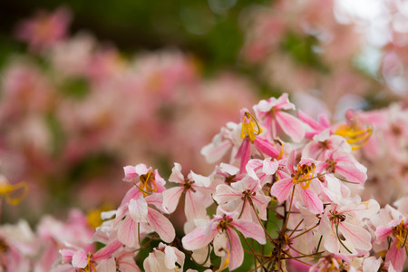 Lovely flowers of Cassia bakeriana (Thai Nameの写真素材
