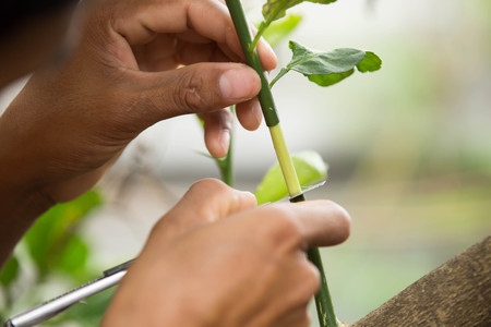 Agriculture technical of grafting lemon branchsの写真素材