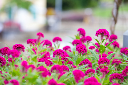 Pink cockscomb flowers in the garden blur backgroundの写真素材