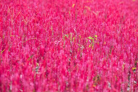 Pink cockscomb flowers in the garden blur backgroundの写真素材
