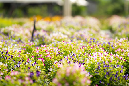 Group of Torenia fournieri or Wishbone flower blossom in gardenの写真素材