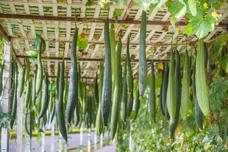Many smooth loofah or long luffaの写真素材