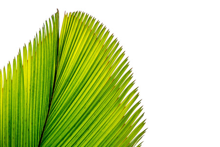 Abstract image of green palm leaf isolatde on background.の写真素材