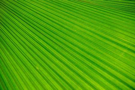 Abstract image of green palm leaf for background.の写真素材
