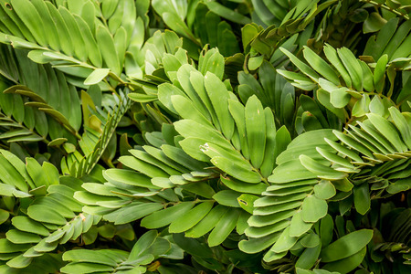 green leaf backgroundの写真素材
