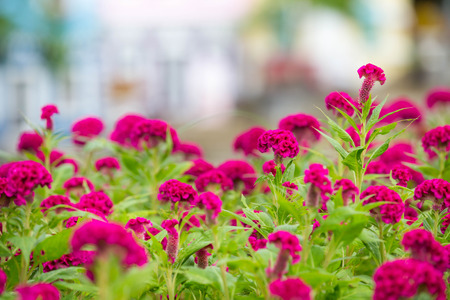 Pink cockscomb flowers in the garden blur backgroundの写真素材