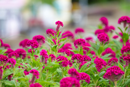 Pink cockscomb flowers in the garden blur backgroundの写真素材