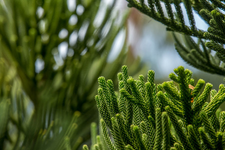 green leaf backgroundの写真素材