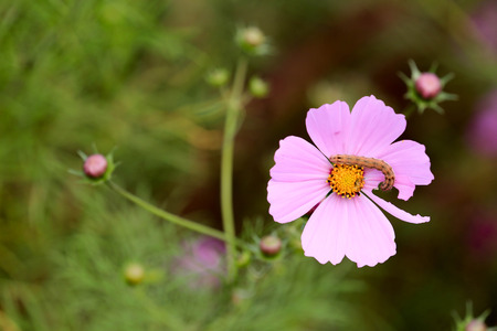 a worm eating petal on the cosmos flower in gardenの写真素材