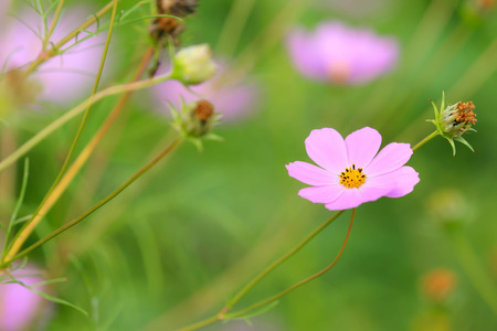 cosmos pink flowerの写真素材