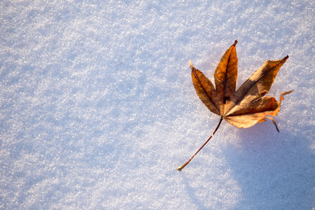Single maple leaf on the snowの写真素材