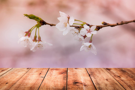 image of wooden table in front of cherry blossom backgroundの写真素材