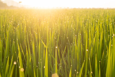 Close up green rice field with sunrise in the morning.の写真素材