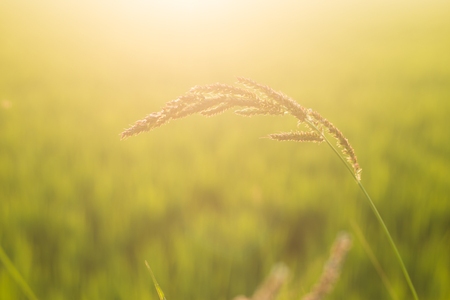 Grass flower with morning sun. Beautiful background sunriseの写真素材