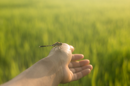Dragonfly on a hand and the rice field is the background with light a sunriseの写真素材