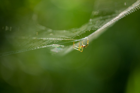 close up a spider on spider web in nature background.の写真素材