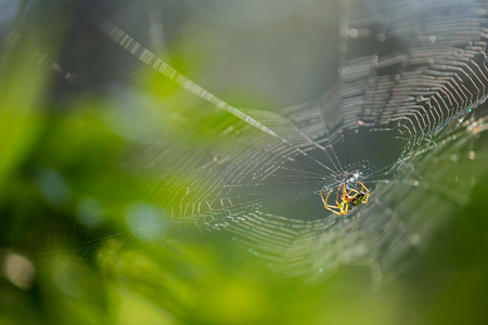 close up a spider on spider web in nature background.の写真素材