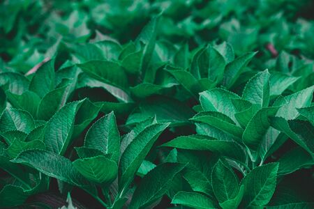 Dark green foliage of a healthy plant serrated leaves, horizontal background.,beautiful green leafs
