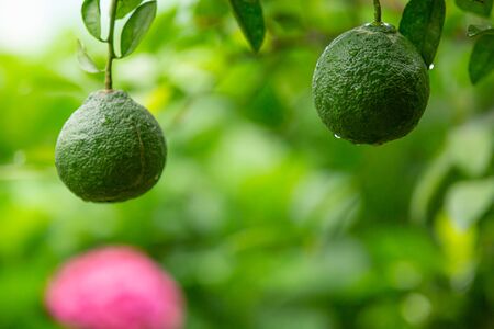 Green lemons hanging with branches with leaves as well.の写真素材