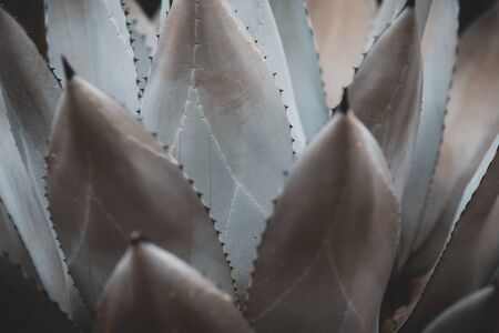 Agave Parryi, succulent plant, thorn leaf, nature backgroundの写真素材