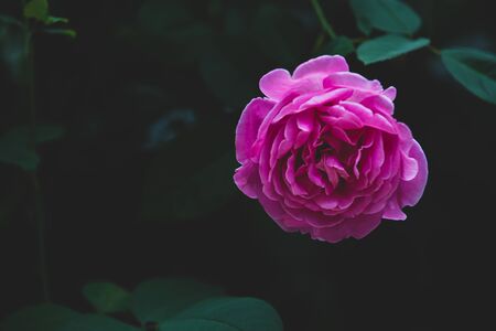 Pink rose flower bloom on a leafs backgroundの写真素材