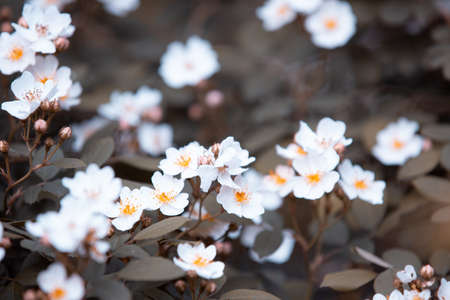 vintage background flowers, beautiful white rose in naturalの写真素材
